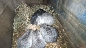 ХОМЯК - жадничает, ЧЕРНЫШ- злится и рычит. 03.03.25