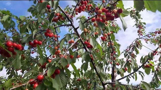 Ранняя черешня. Мы уже с урожаем. смотреть онлайн