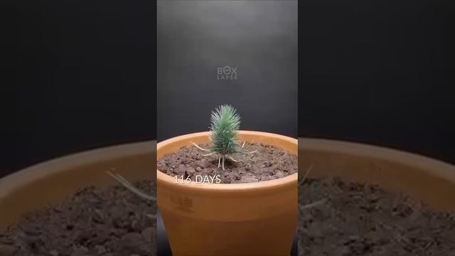 Как выростеть ёлочку дома