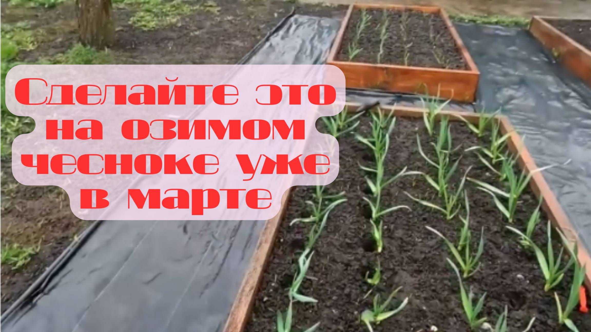 🌱 Озимый чеснок в марте: секрет богатого урожая! 🧄✨ смотреть онлайн