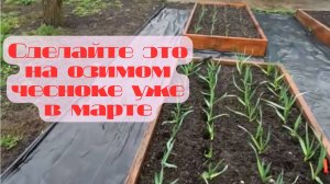 🌱 Озимый чеснок в марте: секрет богатого урожая! 🧄✨