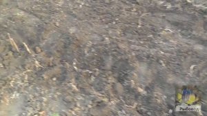 Формировка сада фундука ! Hazelnut Garden Formation