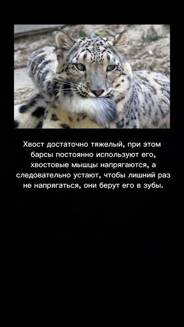 #интересно #животные #природа #пантера #ирбис #манул смотреть онлайн