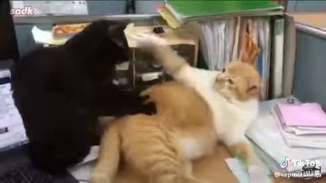 Песня от Сыендука ,, Ах коты" смотреть онлайн