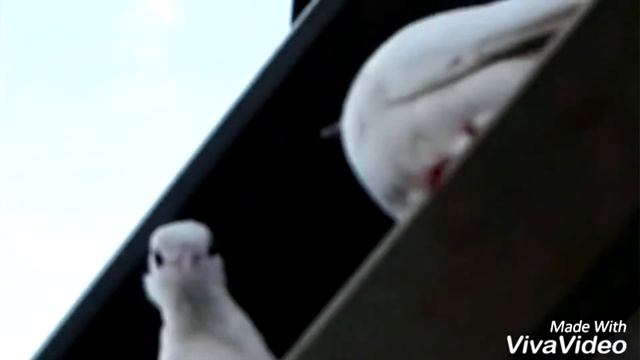 Из архива. Июнь 2016 г. Мои первые видео. смотреть онлайн