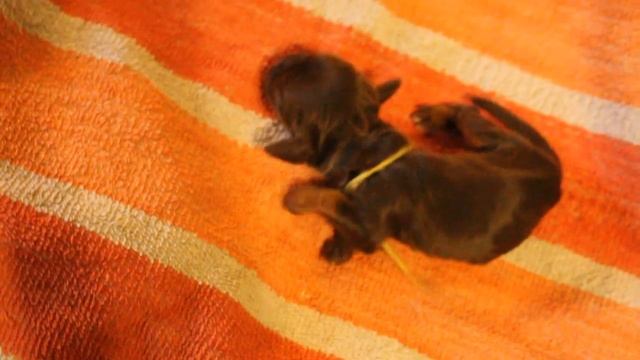 1 кобель желтая нитка