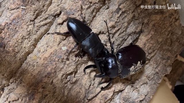 Dorcus titanus palawanicus vs Megasoma actaeon смотреть онлайн