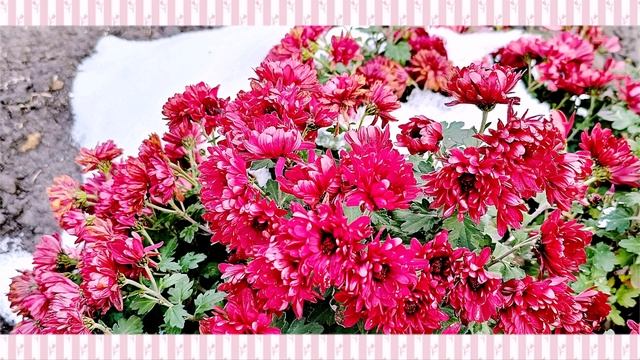 ЗИМНЯЯ  СКАЗКА  19-12-23