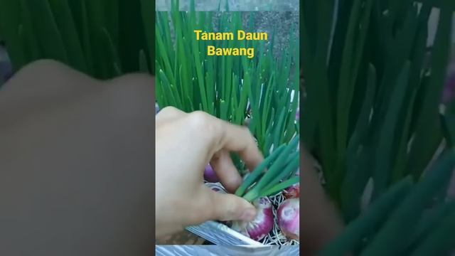 Cocok banget buat Ibu ibu yang takut cacing 👍👍. Tanam bawang media handuk #Shorts смотреть онлайн