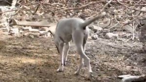 Dog and Goat mating