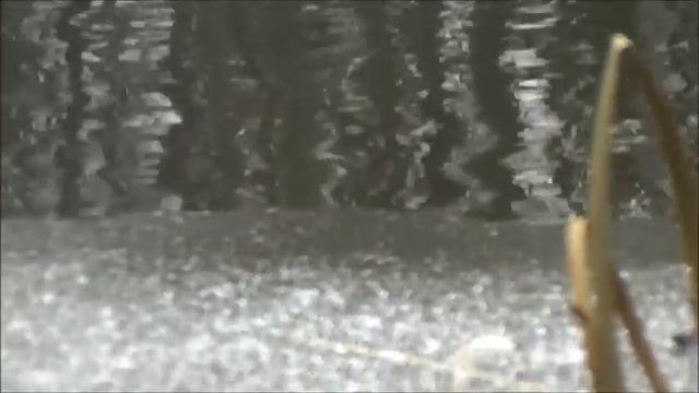 Родник течёт, пруд замерзает! Релакс!💧💧💧❄❄❄🌡🌈✨