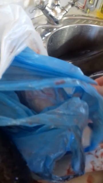 живая рыба смотреть онлайн