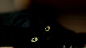 Умиротворяющее мурлыканье взрослой кошки для сна и медитации