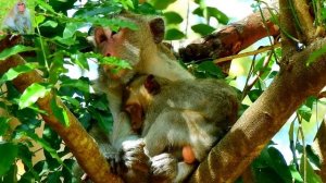 Big baby of mom Jane | Lazy Janna steal milk new baby not yet born | what happen when new baby born