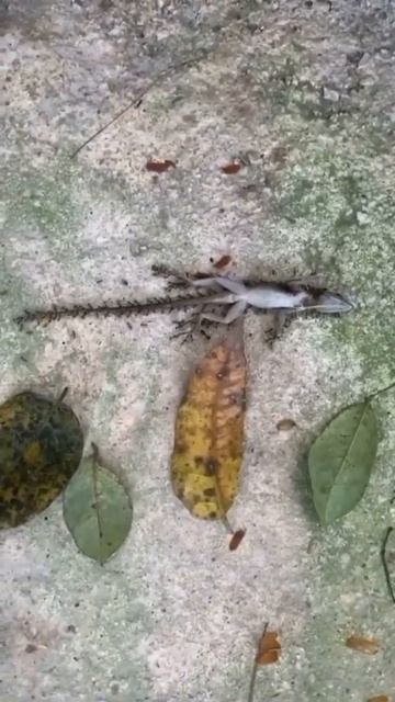 Армия муравьев тащит ящерицу в  муравейникСредний муравей способен тащить вес в 10-50 раз больше