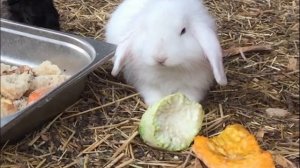 Животные для детей - крокодилы, морские животные, акулы, черепахи, тигры, крабы, слоны, коровы, лоша