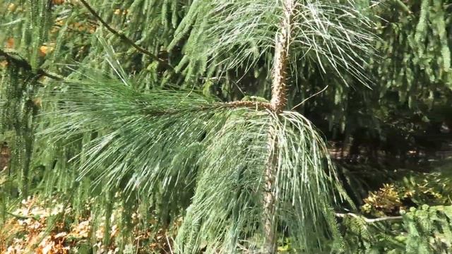 Pinus Ponderosa ´Penaz´ Borovice Těžká