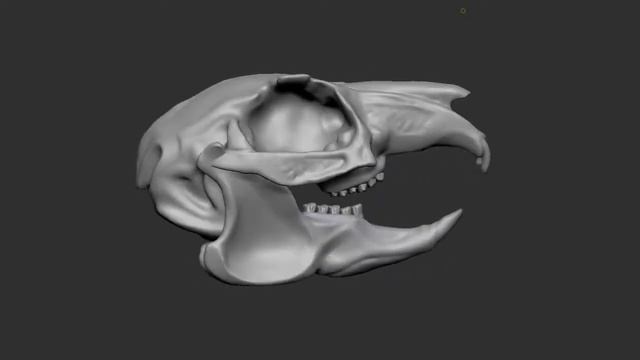 Black Tailed Jackrabbit male skull by Lukas Allenbaugh zbrush anatomy смотреть онлайн