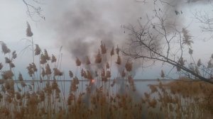 Камыш речка уточки деревья