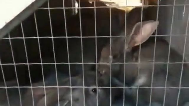 Кроличья клетка с пластиковым полом смотреть онлайн