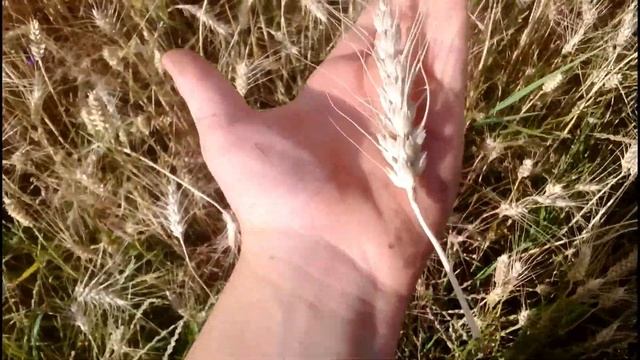 Озимая пшеница🔝Скоро уборка 2018