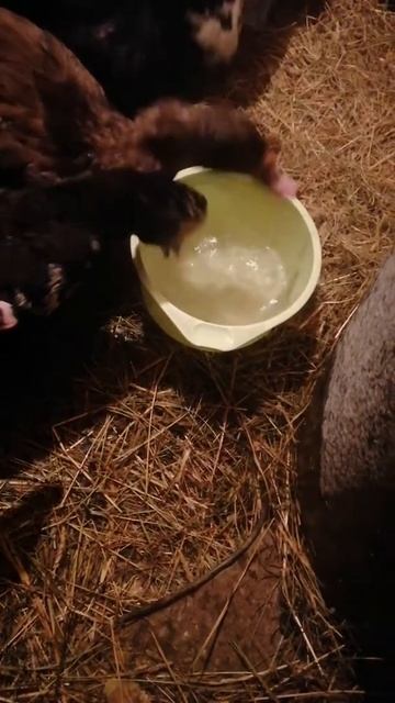 Индоутки пьют воду. 18.01.2021 - 27С. Shorts .Индоутки зимой в мороз. смотреть онлайн