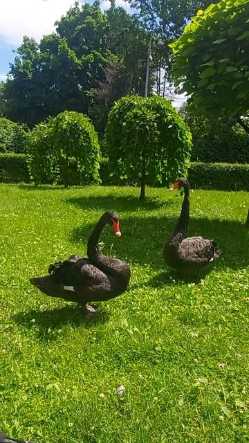 Черные лебеди 🦢🦢 на прогулке. смотреть онлайн
