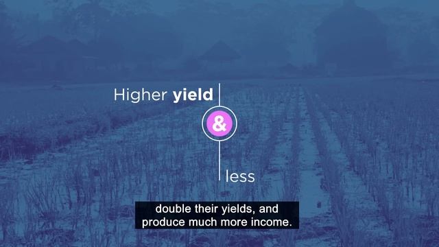 How greenhouse gas emissions from rice can be minimised through regenerative production смотреть онлайн