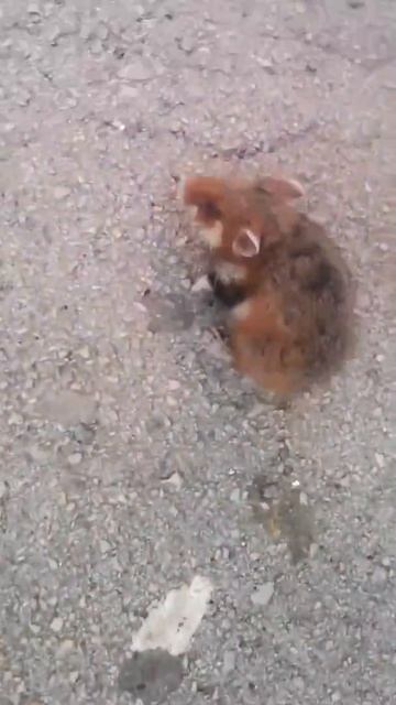 Нашли маленького дикого хомяка смотреть онлайн