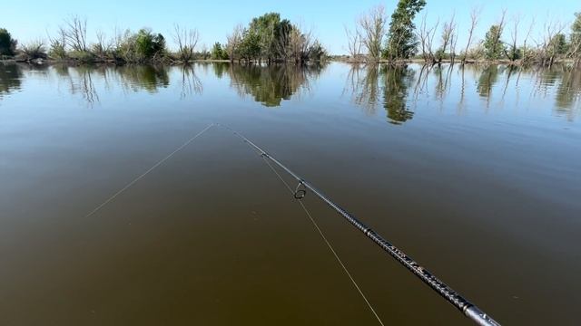 Ловля Жереха по высокой воде на крэнки и цикады. Ares Evox 803M 9-35