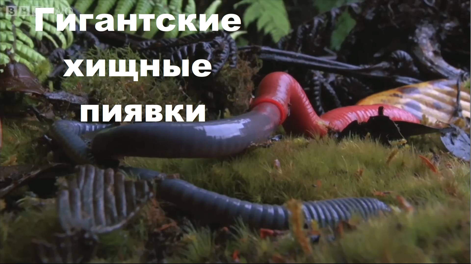 Гигантская хищная пиявка