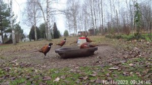 Дикий (домашний) фазан