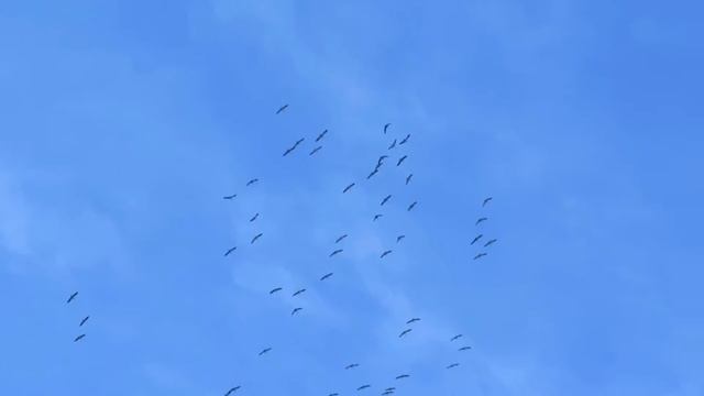 Птицы и флейта смотреть онлайн