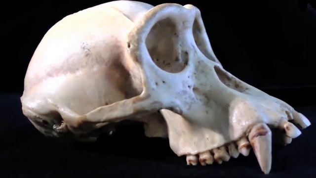 Hominid Head Morphology смотреть онлайн