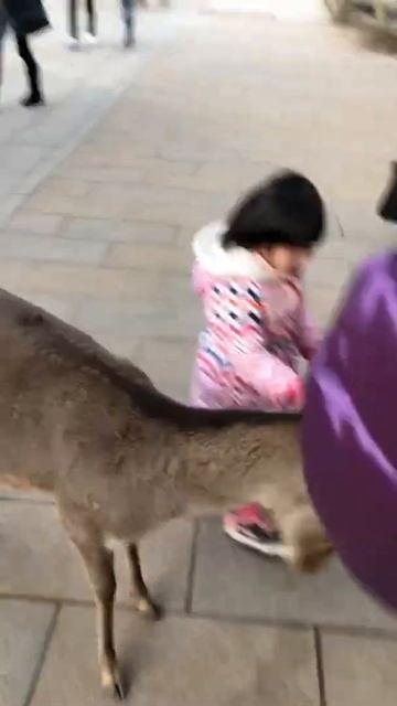 🦌Feeding dear in Nara🍪#shorts #family #cute #cutebaby #travel #animals #japan #nara смотреть онлайн