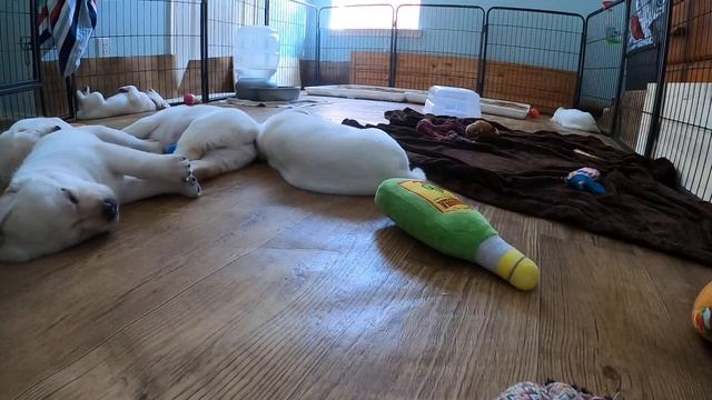 LIVE STREAM Puppy Cam! Adorable Labrador Puppies at Play! смотреть онлайн