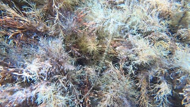 Рыбка игла смотреть онлайн