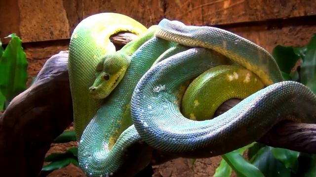 Изучаем животных - Львы, слоны, зебры, лошади, жирафы, лягушки, цыплята, тигры смотреть онлайн