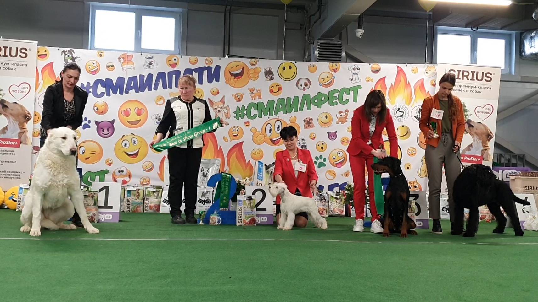 08.03.2025, СПб. Клуб "Фауна". Выставка собак САС 2 группы смотреть онлайн