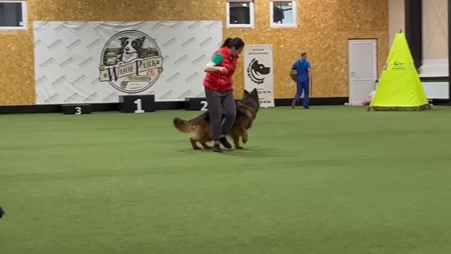 1 Отл. BAYK v. Haus Vastar +++ №58 / КЧК ЯРОСЛАВЛЬ 8 марта`25 А.Малышевский Моно немецких овчарок