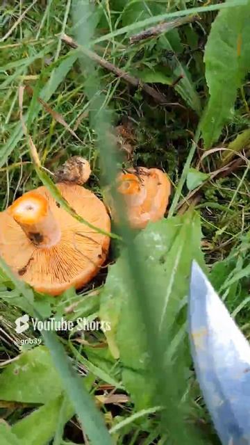 РЫЖИК СОСНОВЫЙ, Царь гриб🔥 #поехатьзагрибами #лес #сборгрибов смотреть онлайн