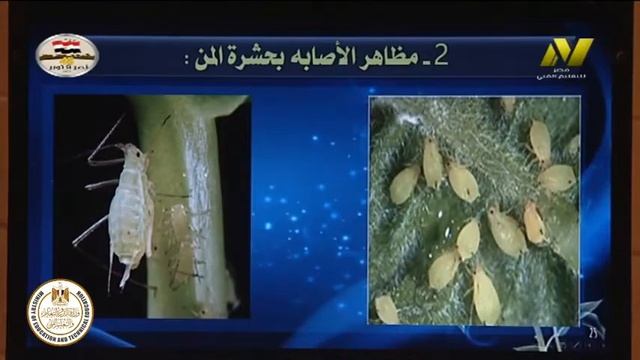 الصف الثالث زراعى - افات زراعية - مقدمة عن المنهج - د وائل السيد смотреть онлайн