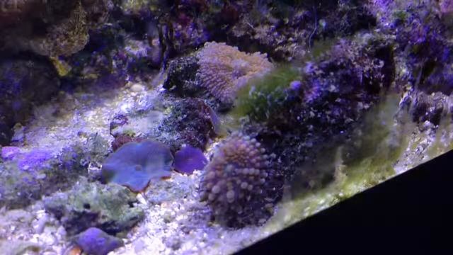 Orange Ricordea yuma and blue/purple Discosoma - 1 minute смотреть онлайн