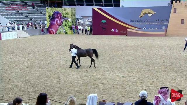 N.63 SIWAR AL SHAQAB - 21st Qatar National 2018 - Yearling Fillies (Class 3A) смотреть онлайн