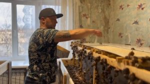 Третий день после запуска маточного стада. Улитка Мюллер. Сезон 2025г.