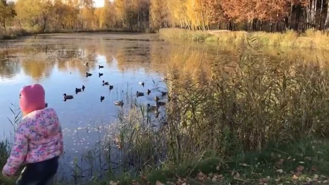 Прогулка с дочкой. Площадка. Кормим уток. смотреть онлайн