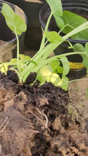 Colocasia Gigantea Veggies Repotting # Homegrown- Herbs, Veggies. Chiết Bạc Hà Ra Chậu