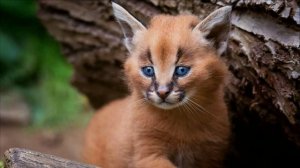 Звук Маленького Каракала (агрессивно настроен). Какие Звуки Издают Каракалы?