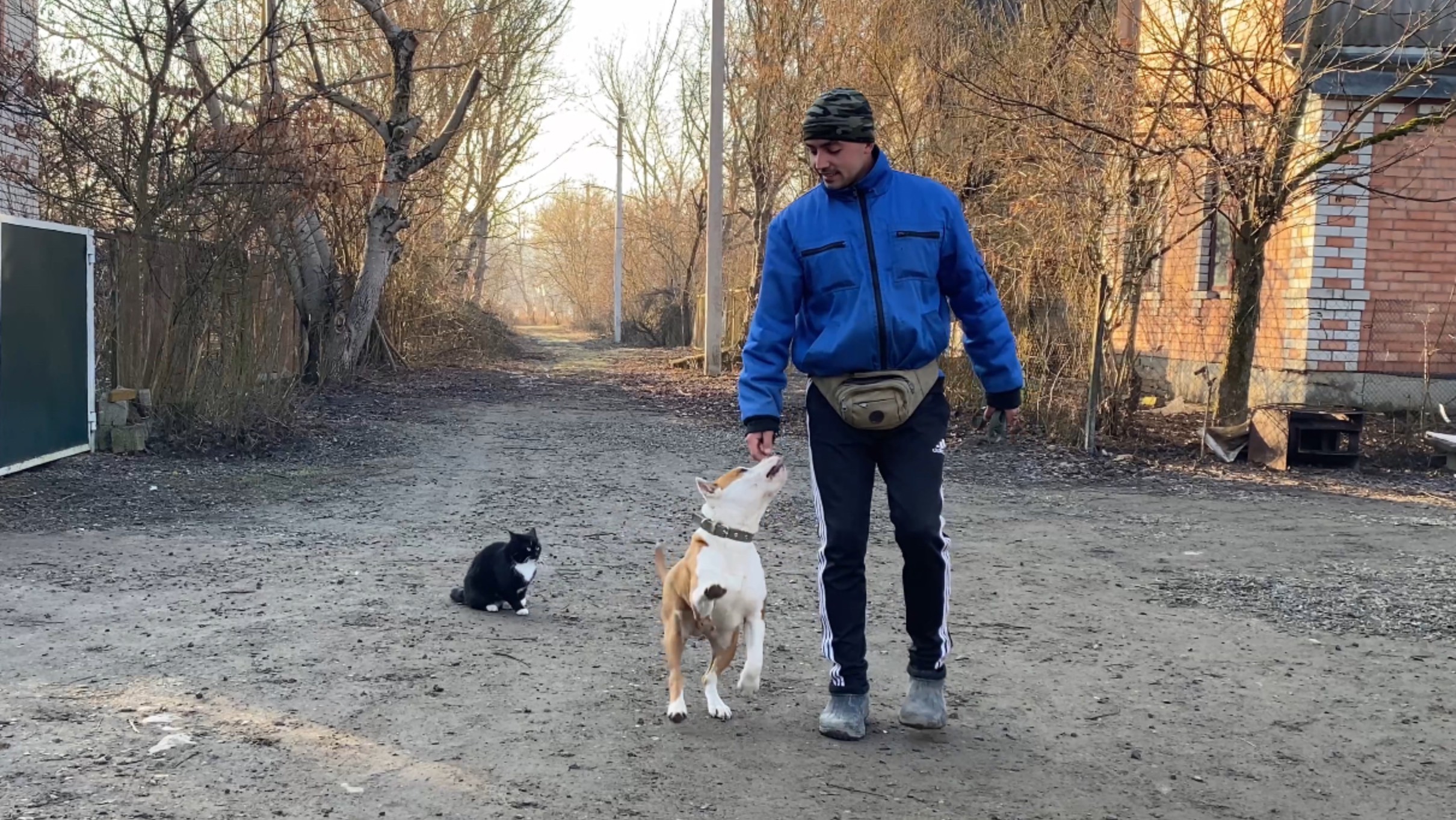 Стаффордширский терьер-Отработка команды ко мне с котом Марсиком смотреть онлайн