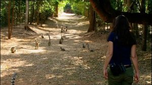 BBC: Мадагаскар 5 серия «Лемуры Мадагаскара» (документальный сериал, 2011)